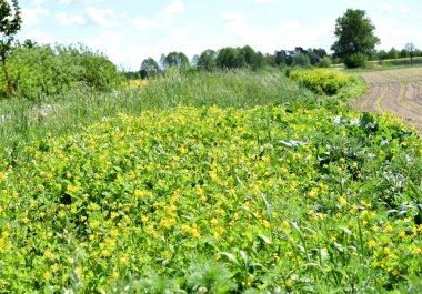 Tarla kısa bir süre önce ekildi ve içinde sarı çiçek açan bitkiler var..