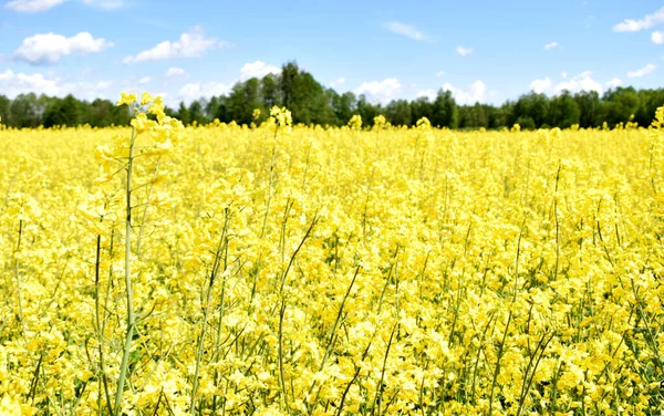 Winter Oilseed Rape Field Flowering Period Background Forest Blue Sky — Stock Photo, Image