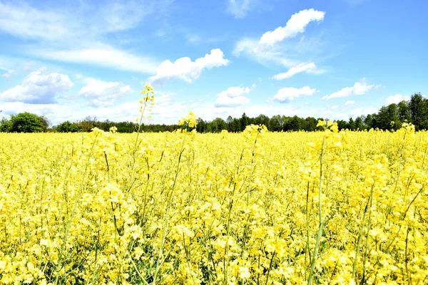 Winter Oilseed Rape Field Flowering Period Background Forest Blue Sky — Stock Photo, Image