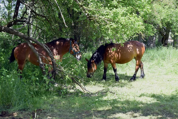 Zwei Pferde Die Einem Sonnigen Tag Schatten Grasen — Stockfoto