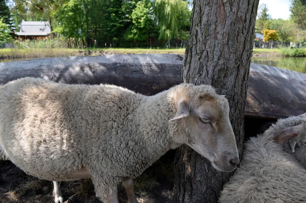 Ovce Stojící Stínu Odpočívá Slunce — Stock fotografie