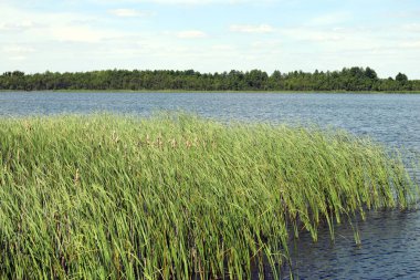 Reed suyun kenarında duruyor. Su yüzeyi olan bir göl..