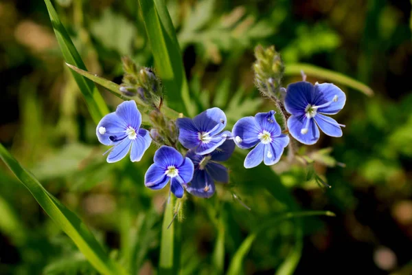 Una Pequeña Flor Azul Con Centro Blanco — Foto de Stock