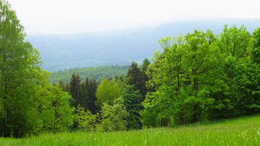 Ağaçları ve dalları olan eski uzun bir orman. Uzakta dağları görebilirsin.
