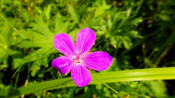 Uma Pequena Flor Rosa Meio Gramíneas Folhas — Fotografia de Stock