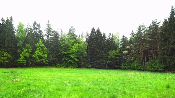 Hoher Alter Wald Mit Allerlei Bäumen Und Ästen — Stockfoto