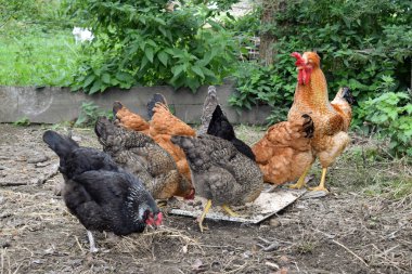 Yerken tavuklu horoz.