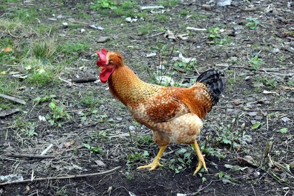 Galo Com Pescoço Cabeça Ornamentados — Fotografia de Stock