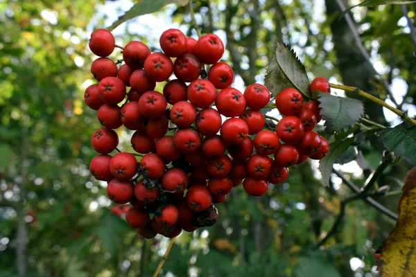 Rowanberry Pęczek Kolorowymi Owocami Suszenia — Zdjęcie stockowe