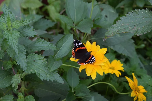 Żółty Kwiat Delikatnymi Płatkami Których Leży Motyl — Zdjęcie stockowe