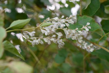 Küme gibi görünen beyaz narin bir çiçek..