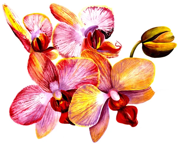Orquídeas aquarela pintadas à mão — Fotografia de Stock