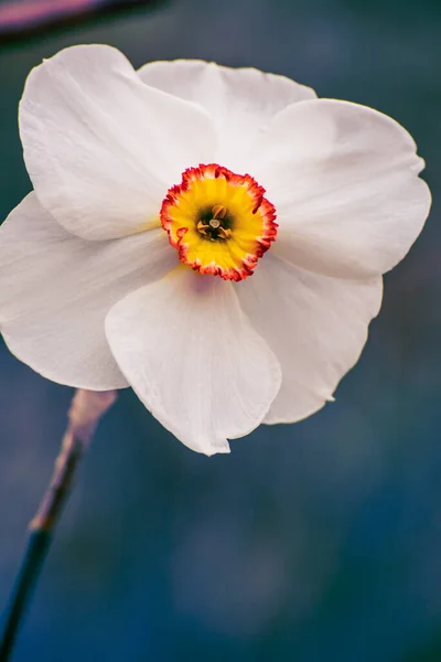 Primavera Flor Close Com Pétalas Coloridas — Fotografia de Stock