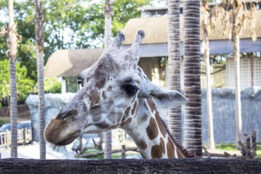 Bir hayvanat bahçesinde zürafa Başkanı.