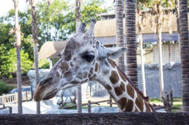 Hayvanat Bahçesi hayvan yaz gün zürafa baş 