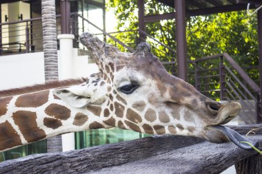 Bir hayvanat bahçesinde erkek zürafa açık.