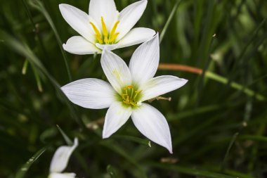 Çiçekler beyaz çiçek bahçesinde sarı stamens ile.