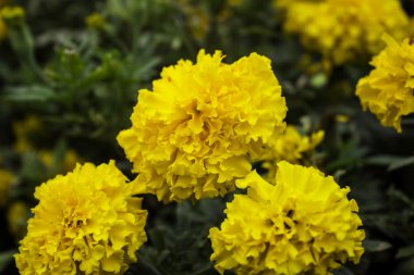 Bahçede alan marigold çiçek.