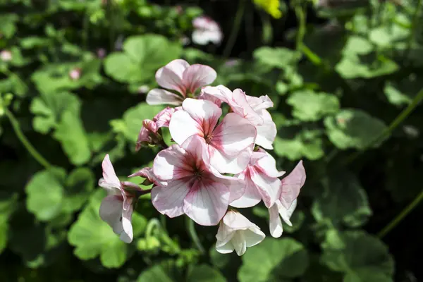 Nature background with blossom branch of pink flowers — Stock Photo, Image