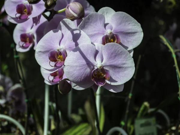 Orquídea luz púrpura Cor púrpura escura estames no galho da flor — Fotografia de Stock