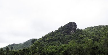 Yaz ortasında, güneş ışığı derin herdem yeşil orman manzara inanılmaz vahşi doğa görünümü
