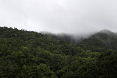 Yaz ortasında, güneş ışığı derin herdem yeşil orman manzara inanılmaz vahşi doğa görünümü