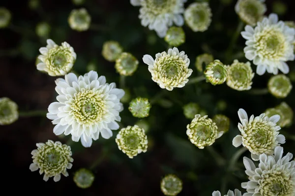 White Chrysanthemum Flowers Bloom Garden Nature Flowers — Stock Photo, Image
