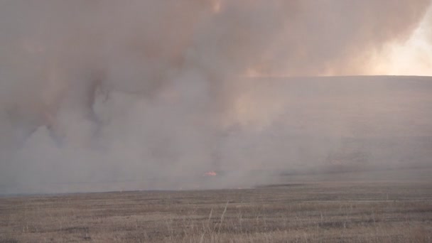 Campo ardiente en Khakassia — Vídeo de stock