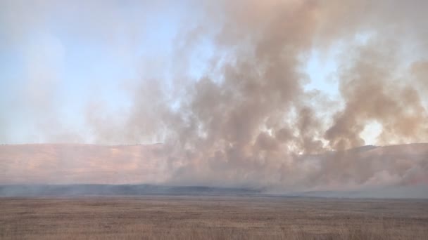 Brennendes Feld in Chakassien — Stockvideo