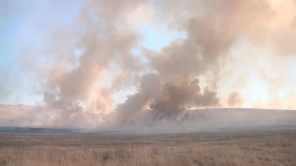 Burning field in Khakassia — Stock Video