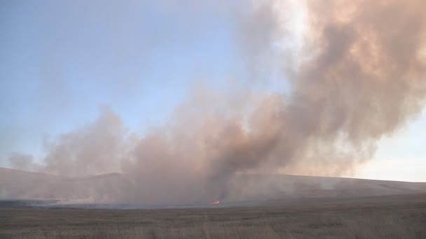 Campo ardiente en Khakassia — Vídeos de Stock