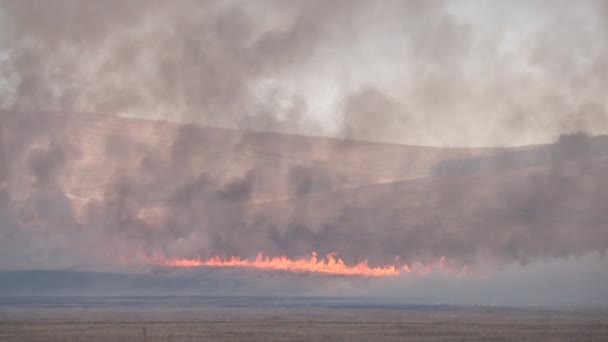 Campo ardiente en Khakassia — Vídeo de stock