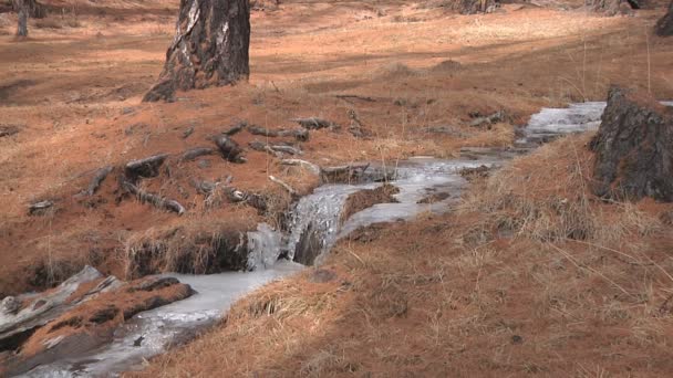 Fondre ruisseau dans la forêt — Video