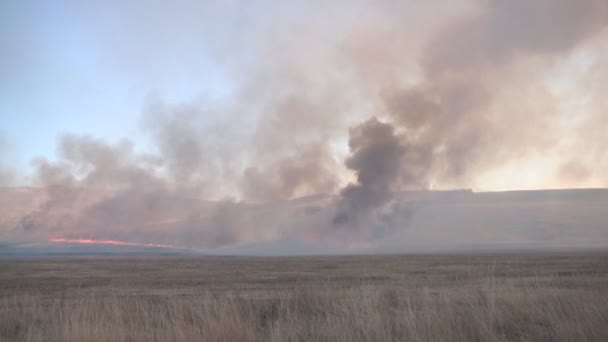 Campo em chamas em Khakassia — Vídeo de Stock
