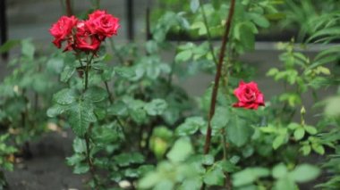 Wet roses in garden