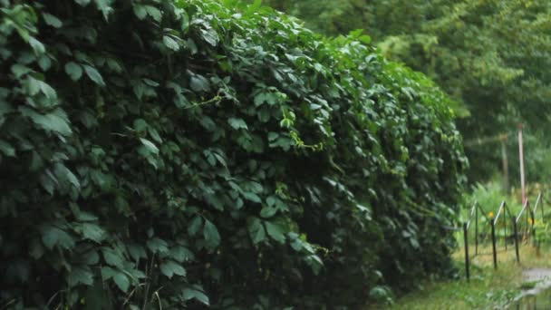 정원에서 녹색 울타리 — 비디오