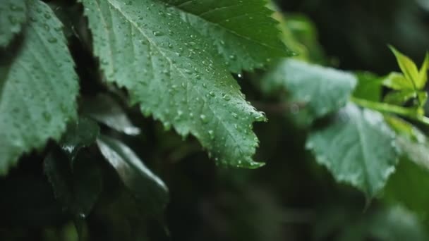 Green leaves under rain — Stock Video