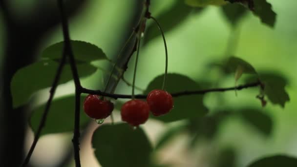 Cerezas de huerto en el árbol — Vídeos de Stock