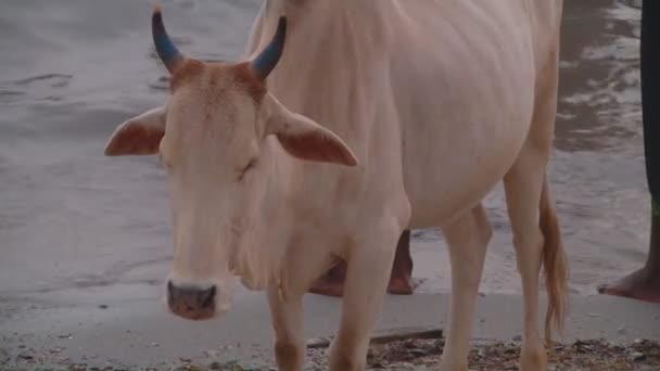 Tamil Nadu, India — Stock videók