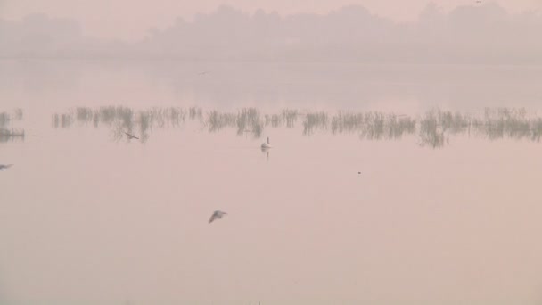 Tamil Nadu, India — Stockvideo