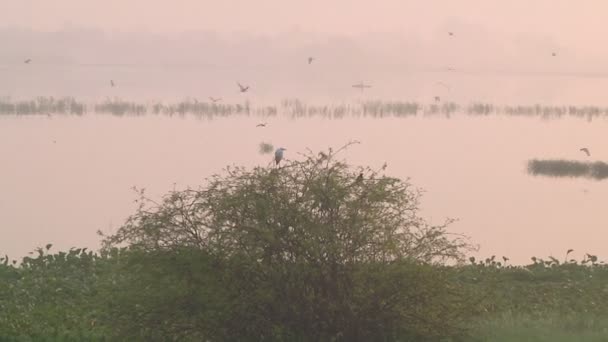 Tamil Nadu, Hindistan — Stok video