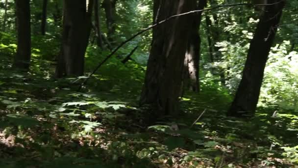 Bicicleta masculina en el bosque — Vídeos de Stock