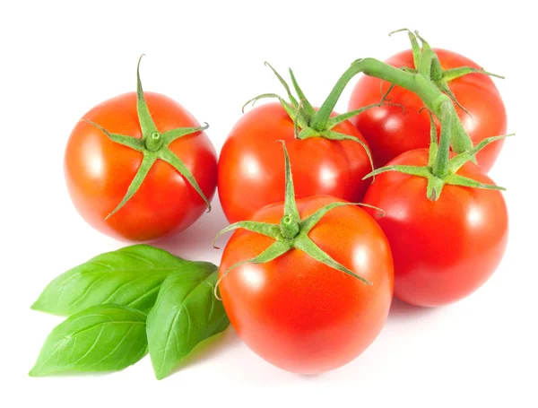 Olgun domates fesleğen yaprakları ile