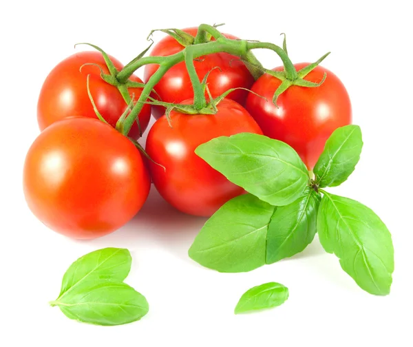 Olgun domates fesleğen yaprakları ile