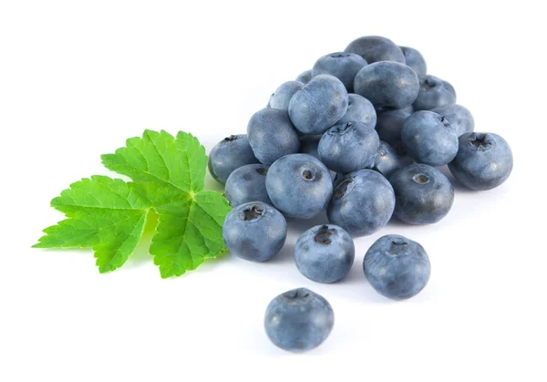 beyaz zemin üzerinde yaprakları ile yaban mersini