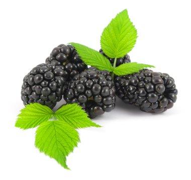 böğürtlen yaprakları beyaz zemin üzerine