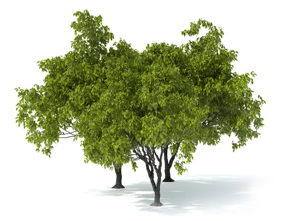 Tree on a white background — Stock Photo, Image