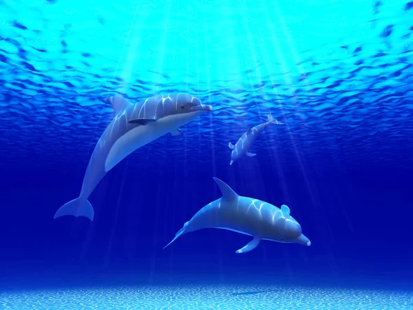 Três golfinhos nadando no oceano — Fotografia de Stock
