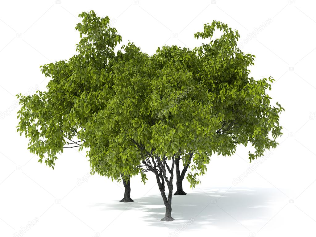 tree on a white background