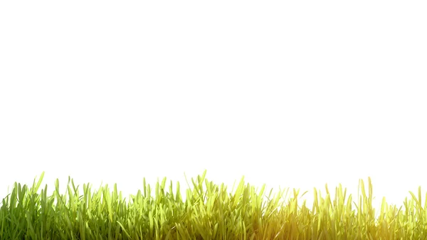 Fresh spring green grass — Stock Photo, Image